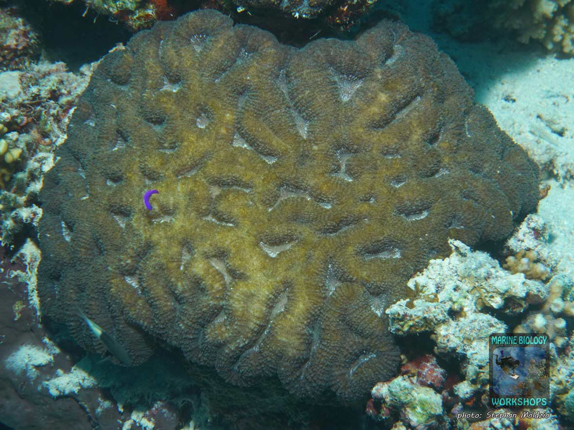 Large-polyp stony coral (Lobophyllia)