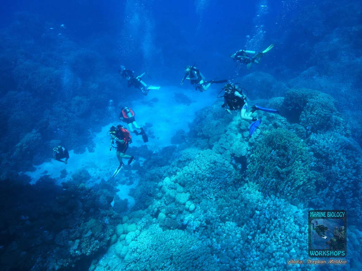 Group of divers at the dive site Long Canyon, Marsa Alam, Egypt.