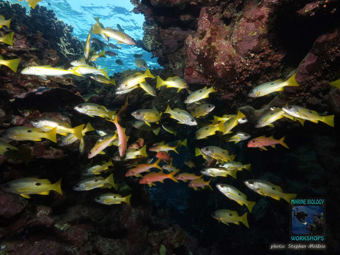 Group of Ehrenberg’s Snapper (Lutjanus ehrenbergii) and goatfish at Long Canyon, Marsa Alam, Egypt.