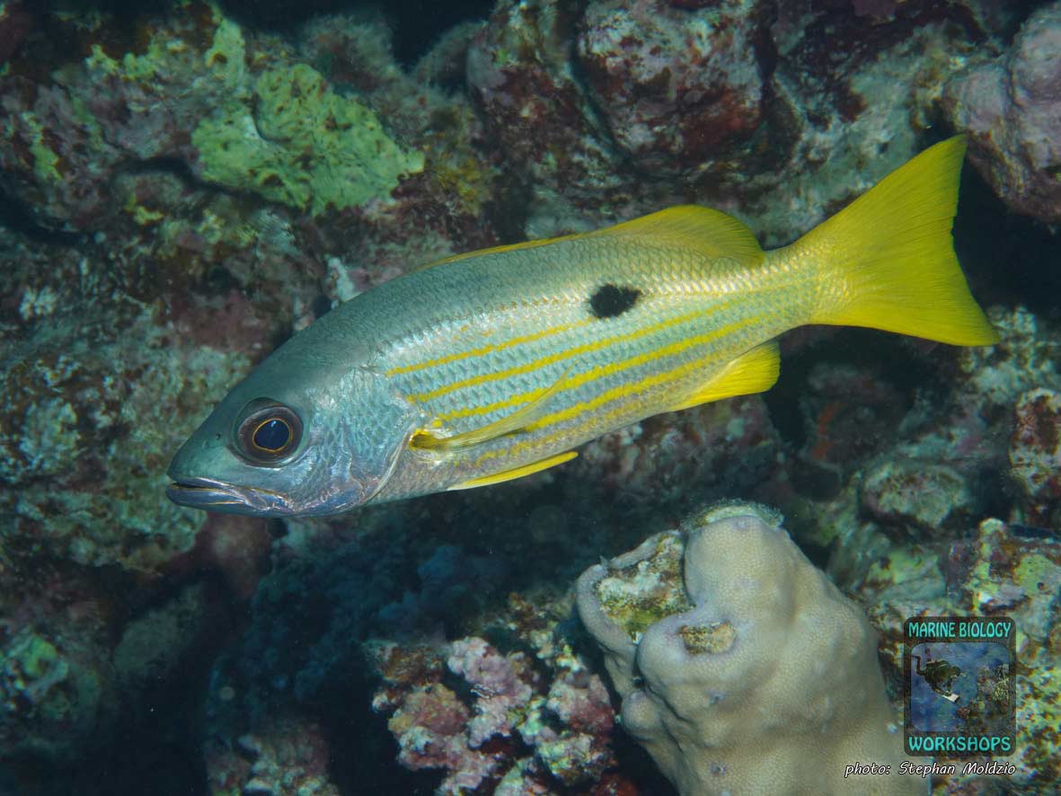 Black-spot Snapper, (Lutjanus ehrenbergii) in the Red Sea