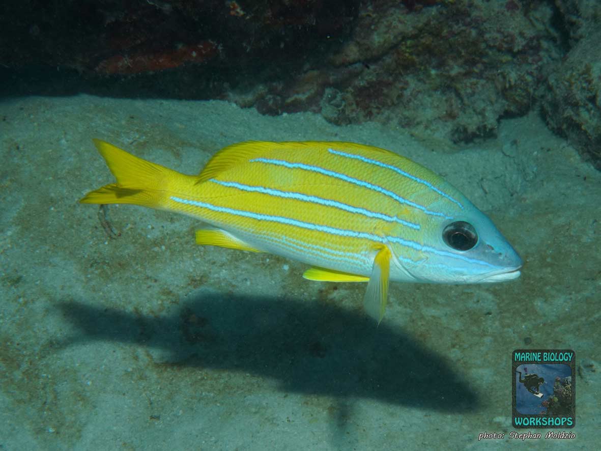 Bluestripe Snapper (Lutjanus kasmira) in Marsa Abu Dabab, Marsa Alam, Egypt.