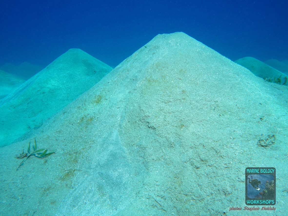 Worm cast (Polychaeta) in Marsa Abu Dabab, Marsa Alam, Egypt.