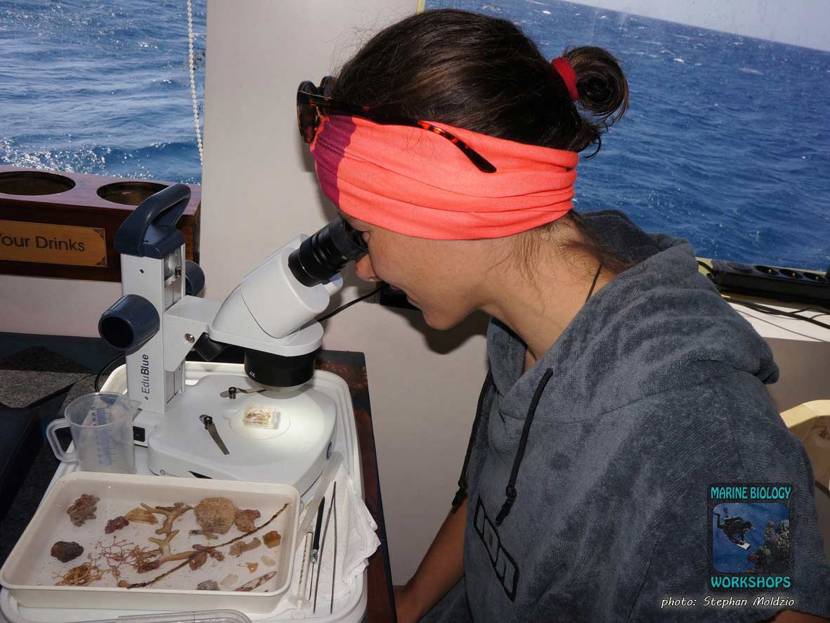 Untersuchung von Kleinlebewesen unter dem Mikroskop