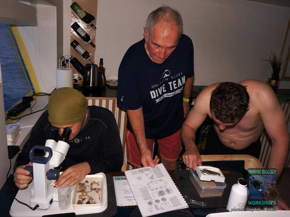 Untersuchung von Kleinlebewesen unter dem Mikroskop