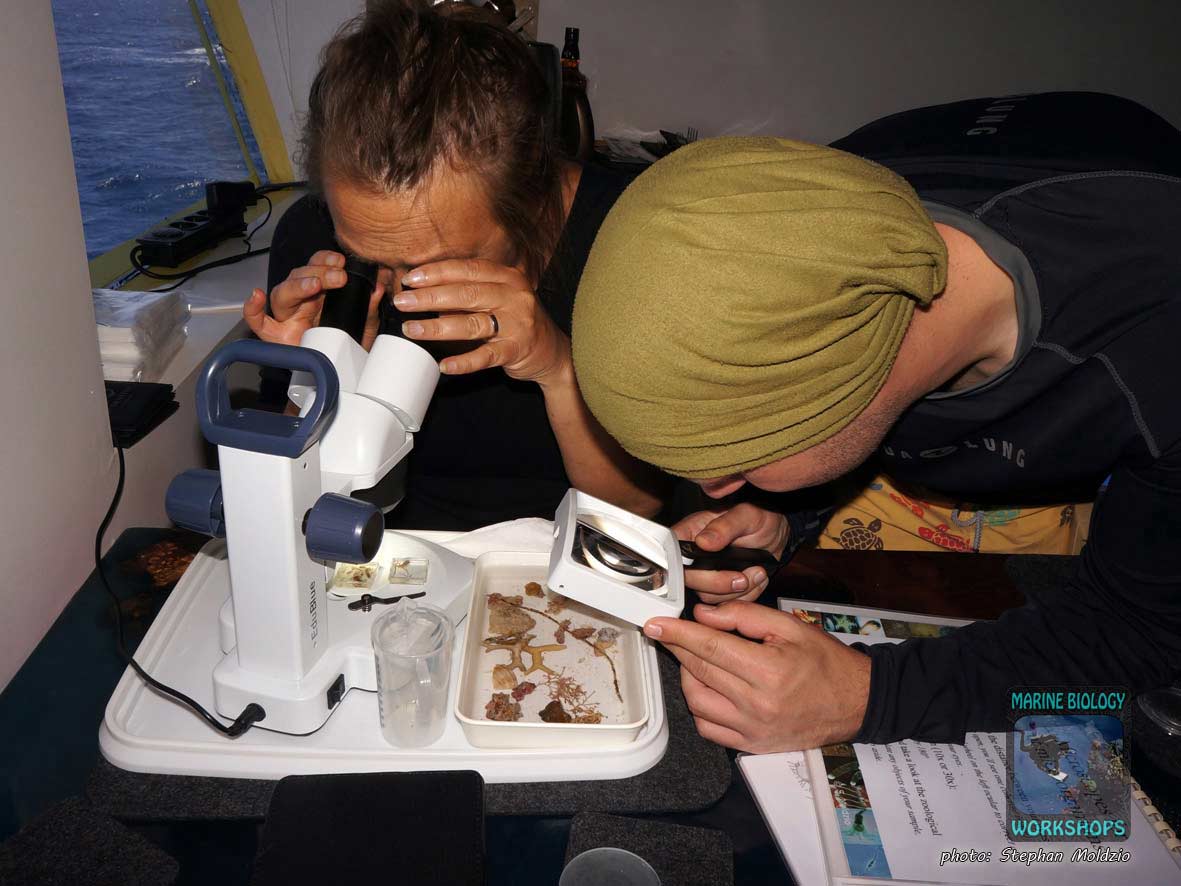 Untersuchung von Kleinlebewesen unter dem Mikroskop