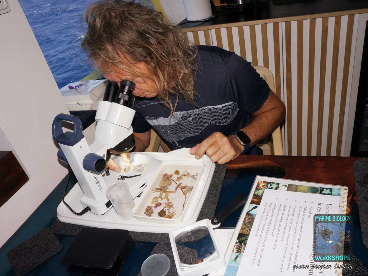 Untersuchung von Kleinlebewesen unter dem Mikroskop