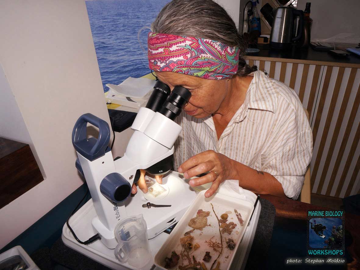 Untersuchung von Kleinlebewesen unter dem Mikroskop