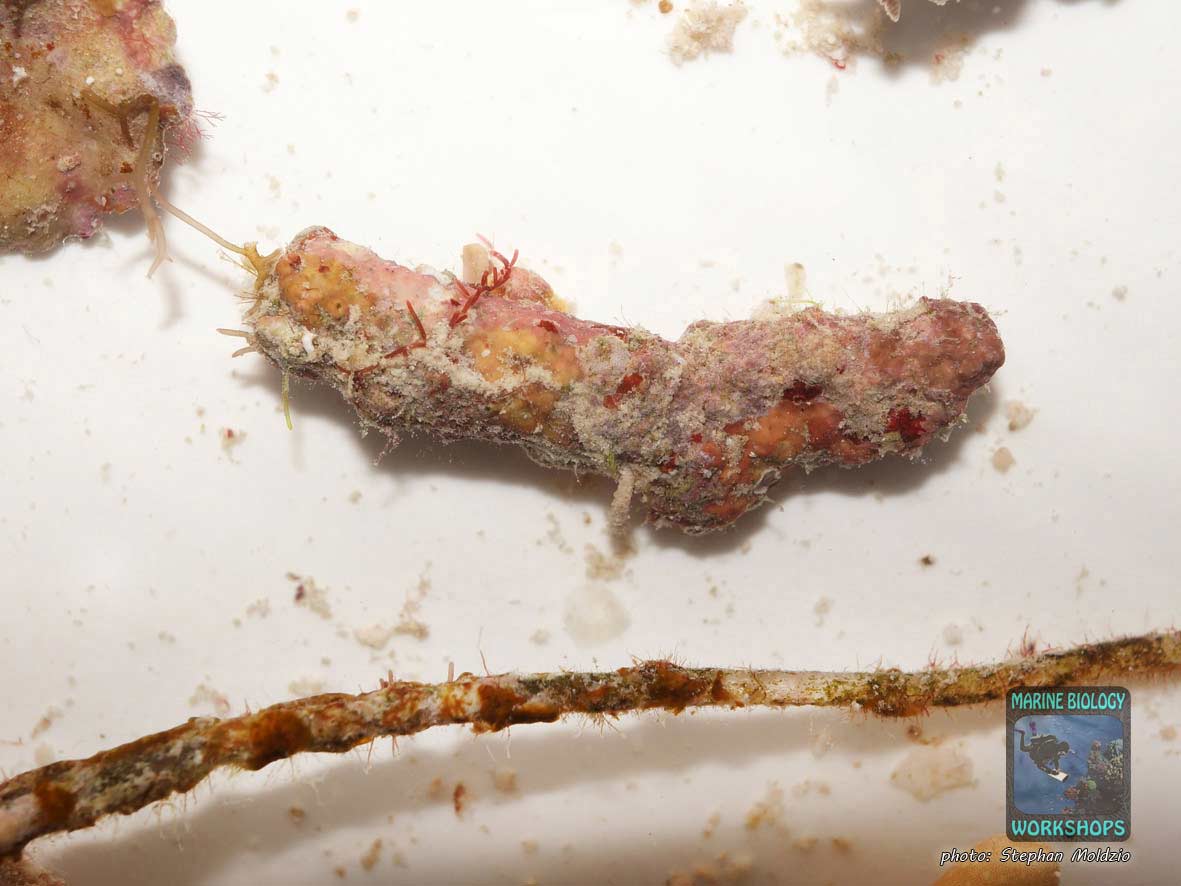 Probe bewachsener Korallenbruch unter dem Stereomikroskop