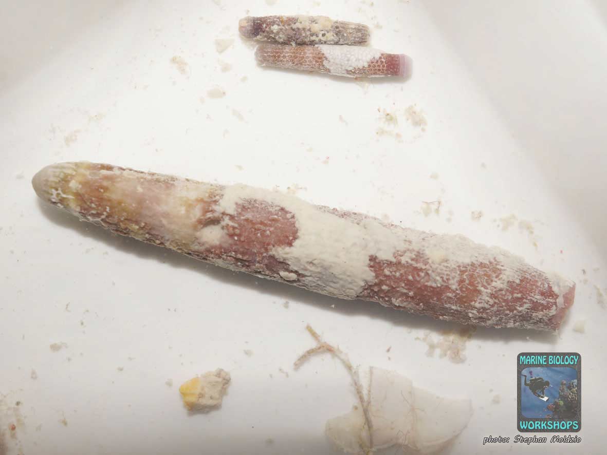 Probe bewachsener Korallenbruch unter dem Stereomikroskop