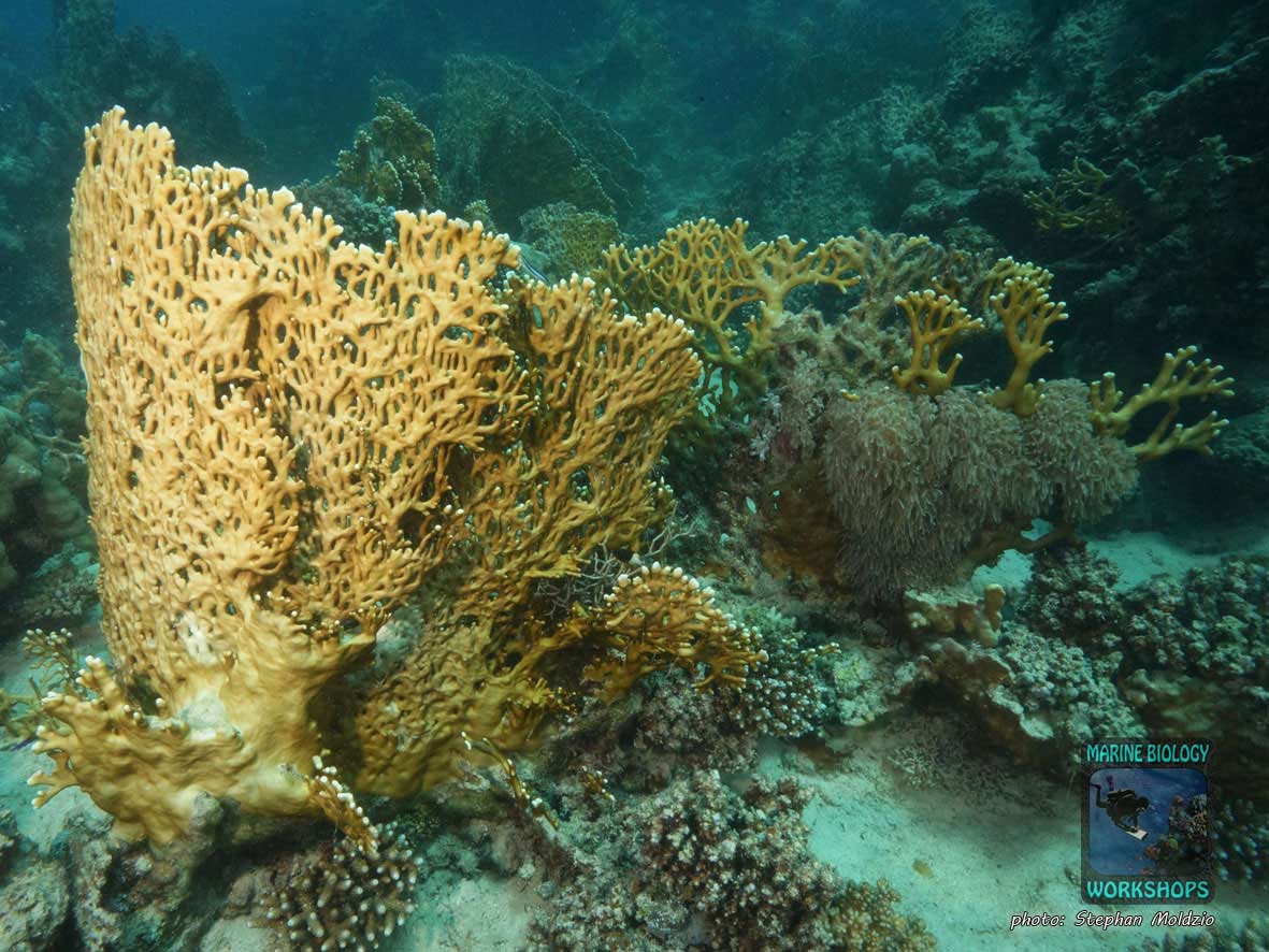 Net fire coral (Millepora dichotoma) in the Red Sea