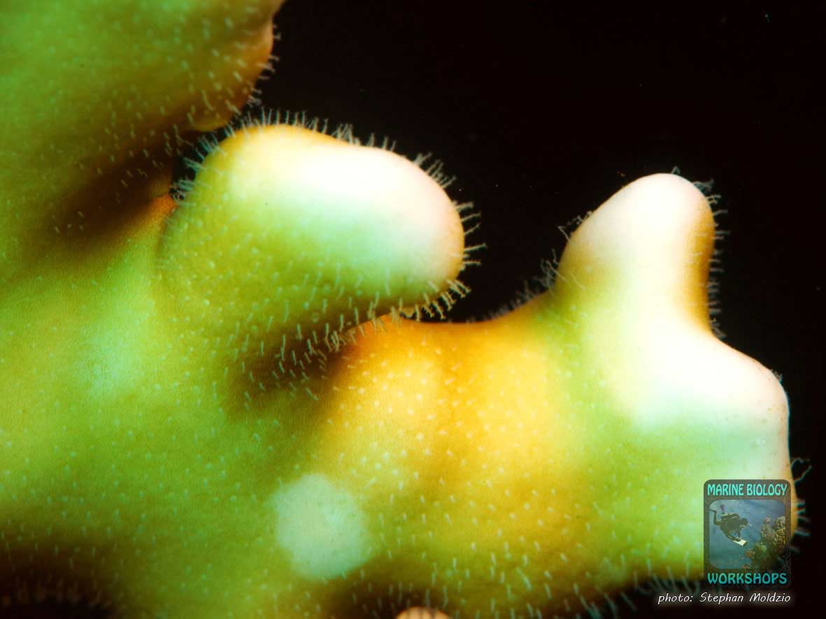 Macro shot of Millepora dichotoma
