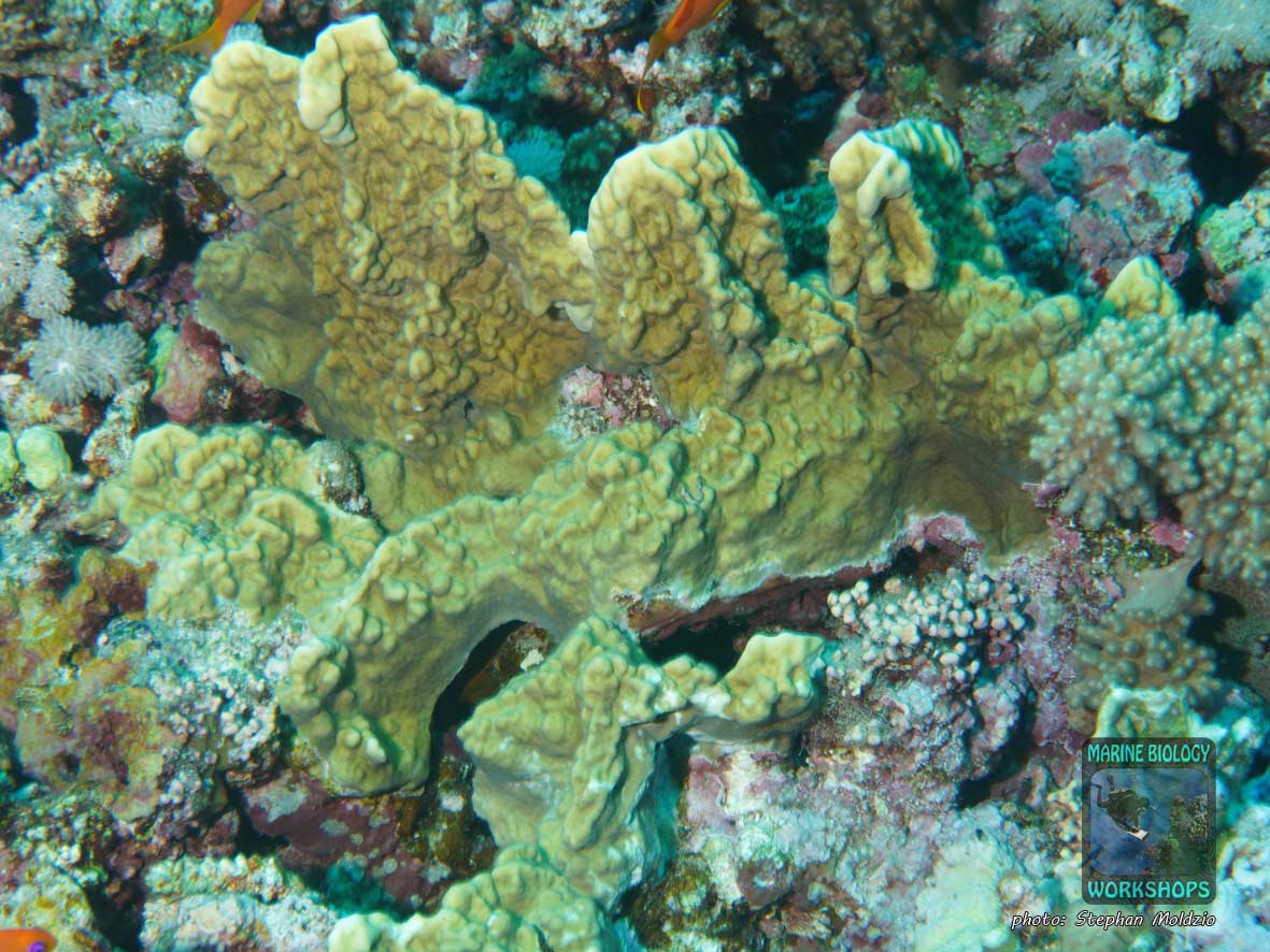 Plate Fire Coral (Millepora platyphylla) at Elphinstone Reef, Marsa Alam, Egypt.