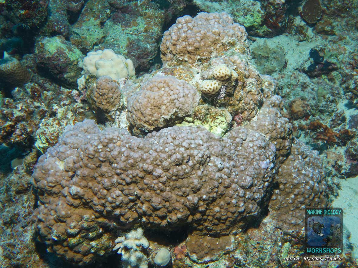 Microporous coral (Montipora sp.) in the Red Sea