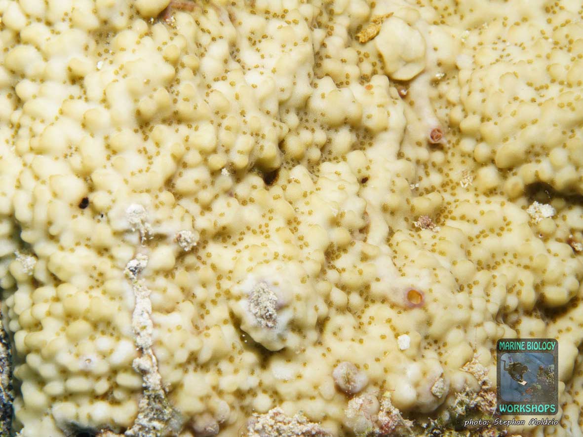 Montipora Steinkoralle, Rotes Meer