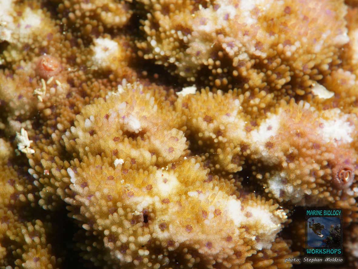 Macro photograph of Montipora stilosa