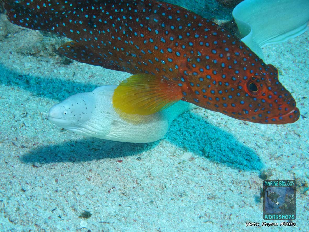 Interaction between Cephalopholis miniata and Gymnothorax griseus