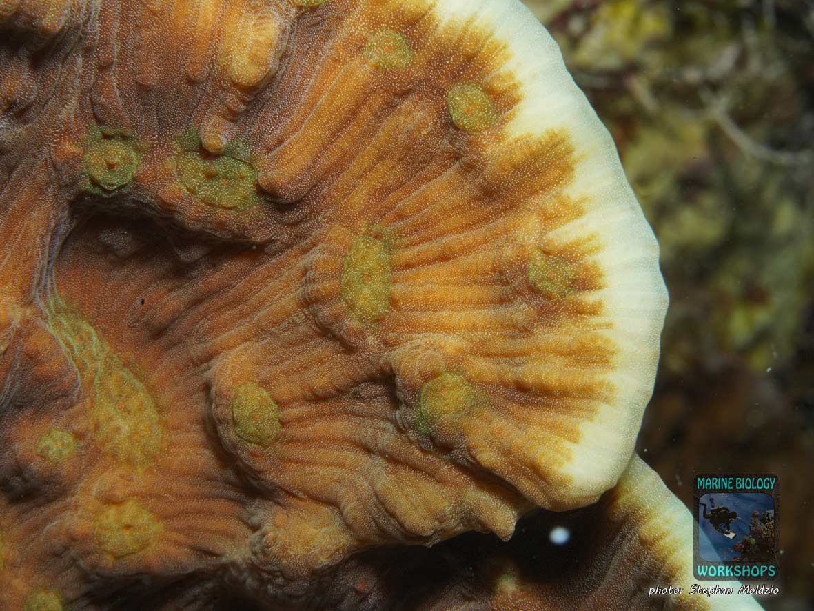 LPS Steinkoralle Mycedium, Rotes Meer