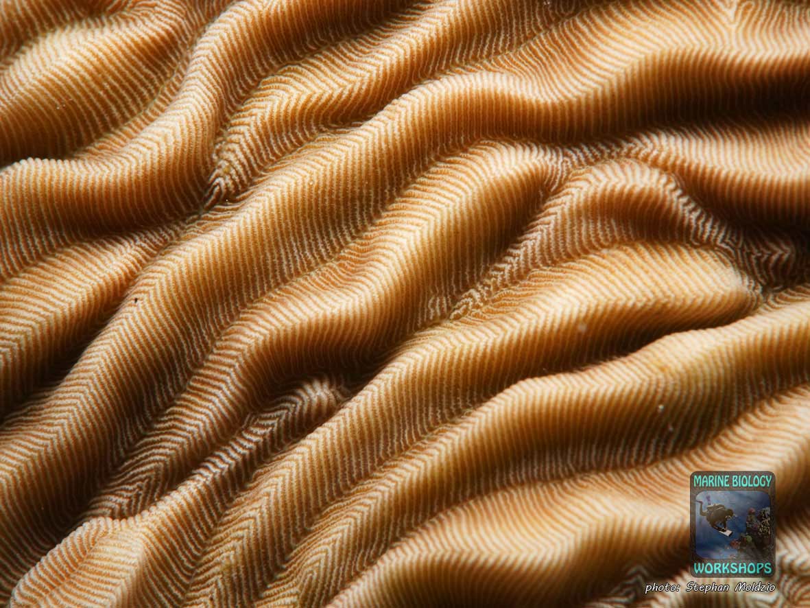 LPS Steinkoralle Pachyseris, Rotes Meer