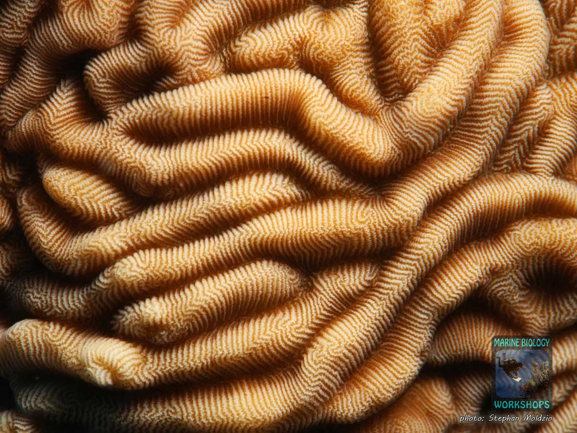 Macro shot of Pachyseris speciosa