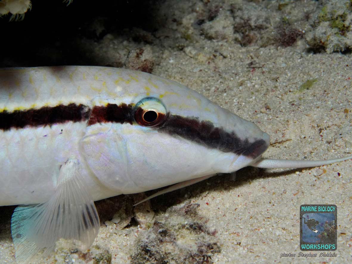 Rotmeer-Barbe (Parupeneus forsskali)