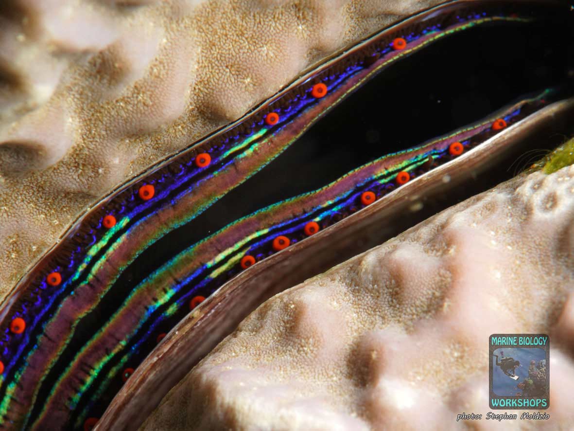 Coral Clam (Pedum spondyloideum) Marsa Shagra, Marsa Alam, Egypt