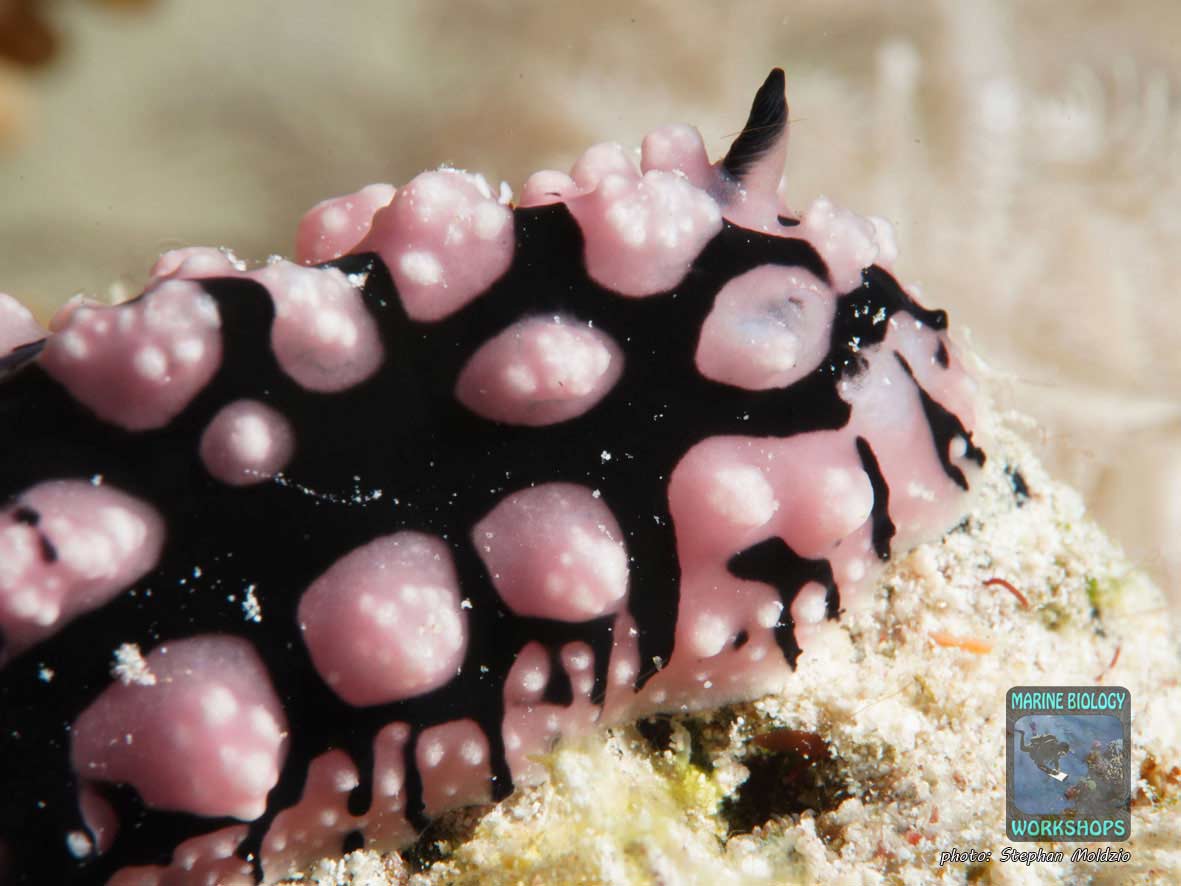 Black Phyllidiella (Phyllidiella sp.) in Marsa Shagra, Marsa Alam, Egypt