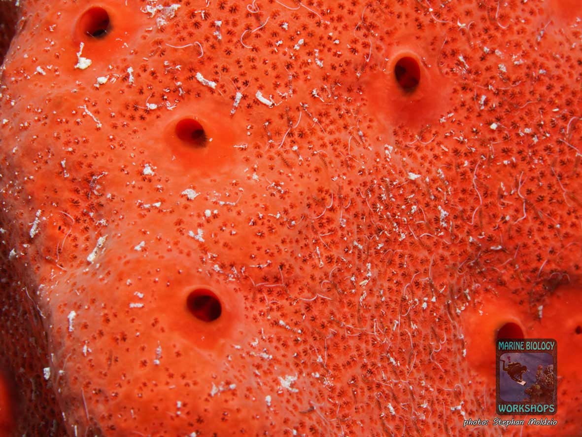 Makroaufnahme Spionidae Würmer auf Schwamm