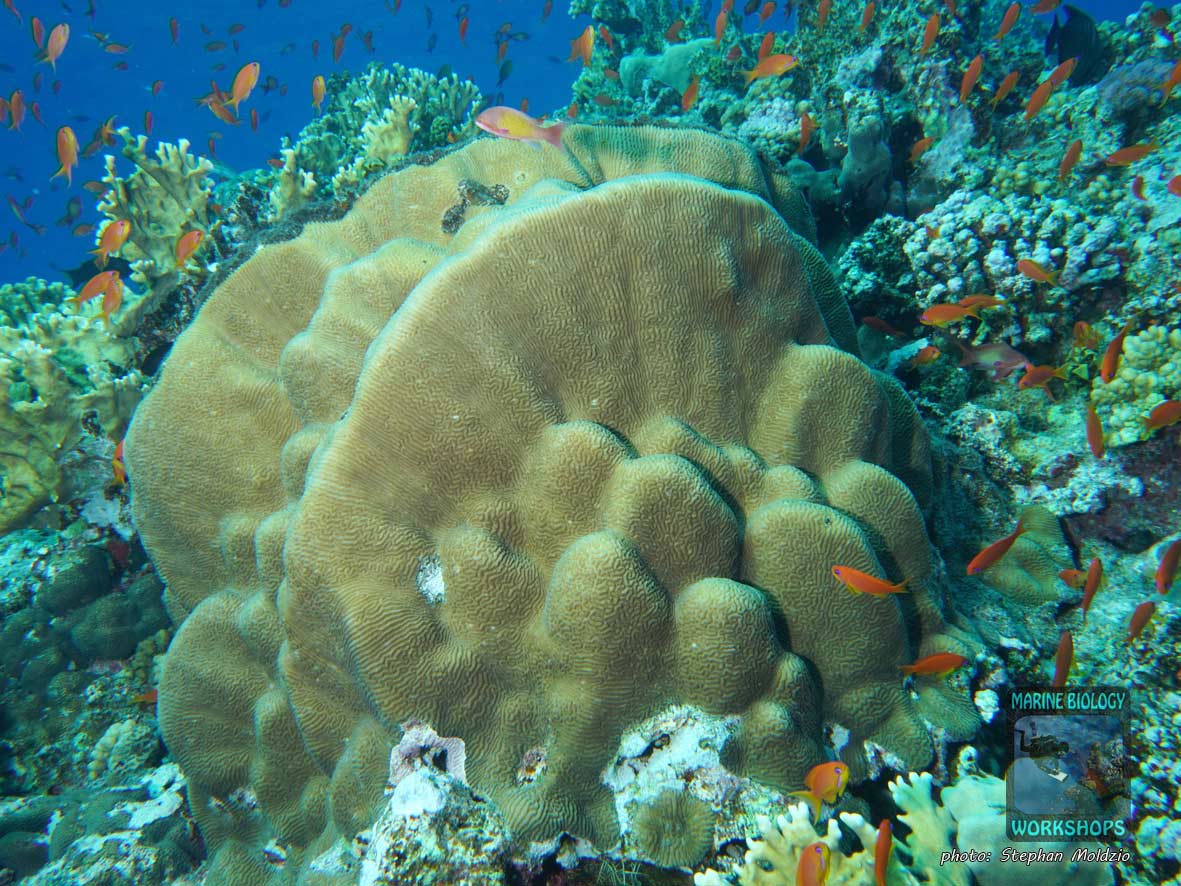 Large coral colony at Elphinstone Reef, Marsa Alam, Egypt.