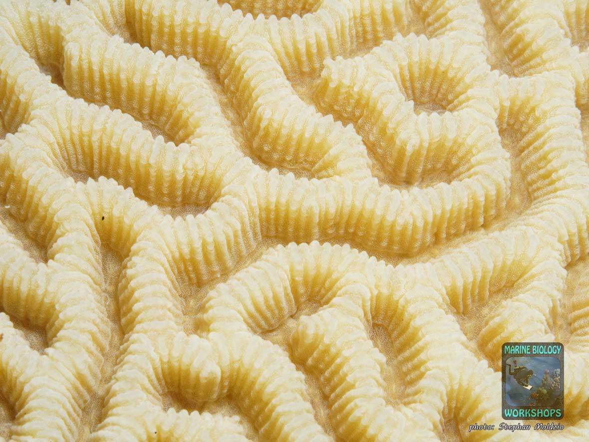 LPS Steinkoralle Platygyra, Rotes Meer