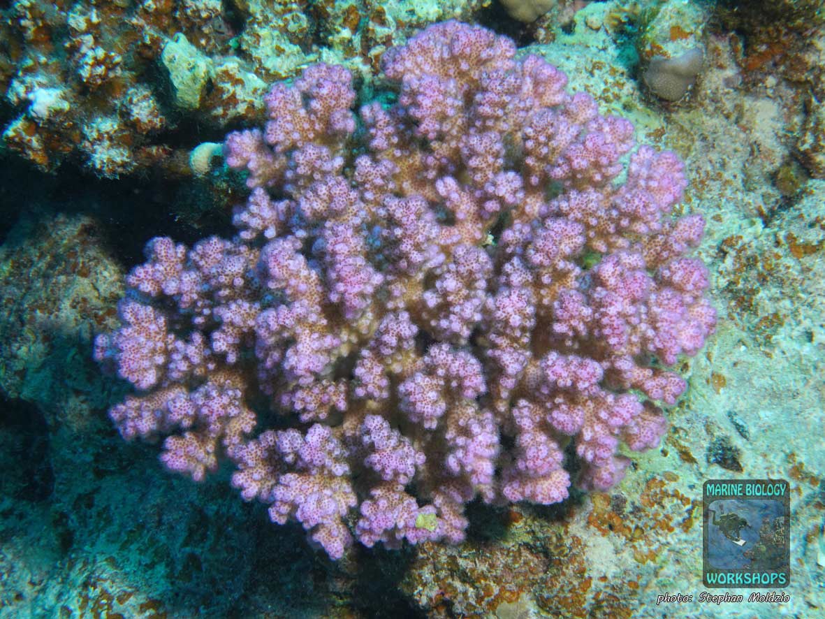 Bush Coral (Pocillopora sp.) in Marsa Abu Dabab, Marsa Alam, Egypt.