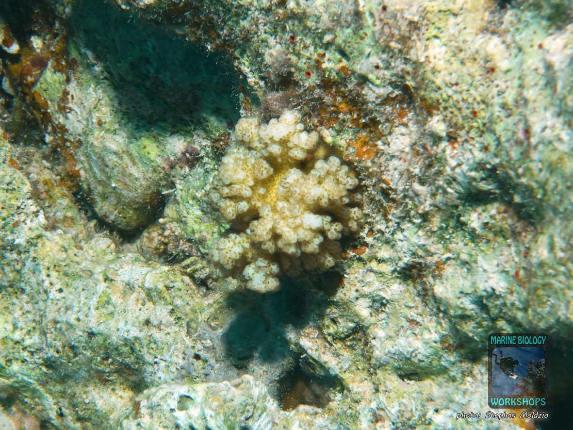 Young Pocillopora coral colony in the Red Sea