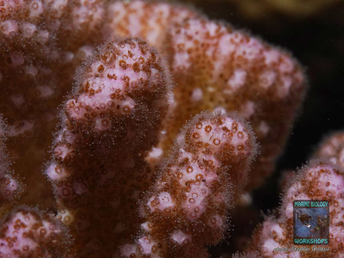 Pocillopora Steinkoralle, Rotes Meer