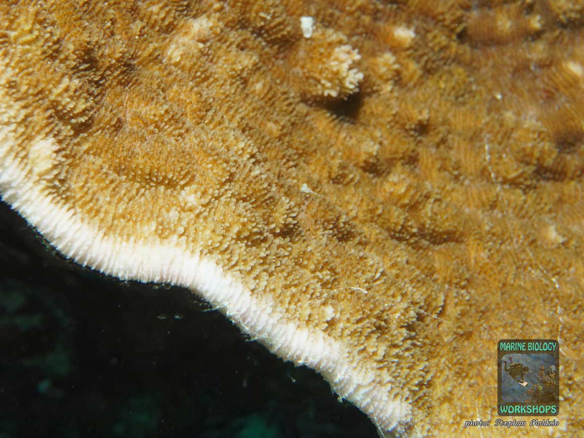 Macro shot of Podobacia sinai