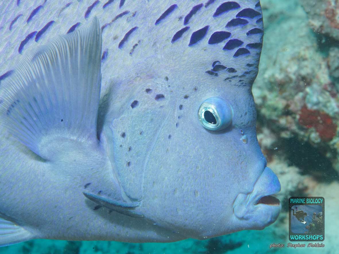 Arabischer Kaiserfisch (Pomacanthus maculosus)