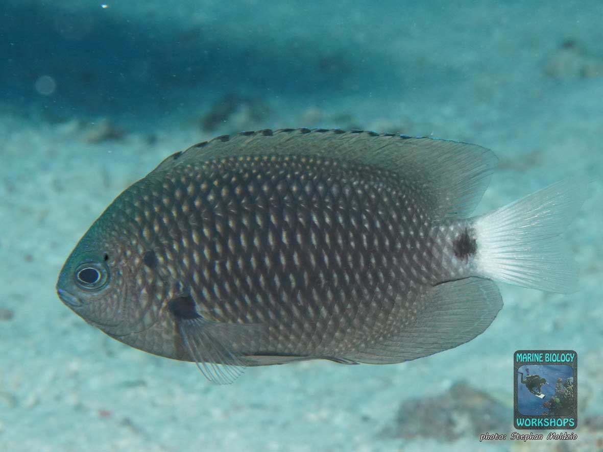 Nebelschwanz-Demoiselle (Pomacentrus trichourus)