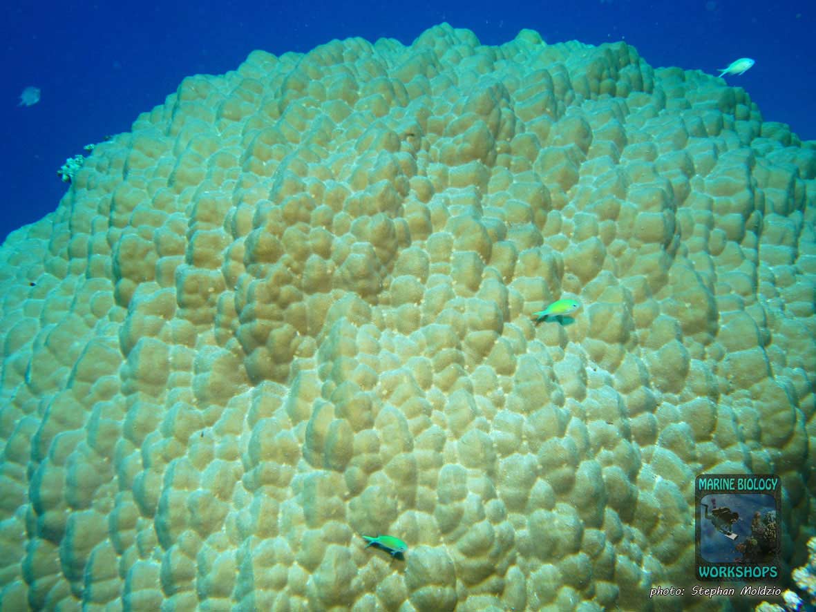 Pore coral (Porites sp.) in the Red Sea