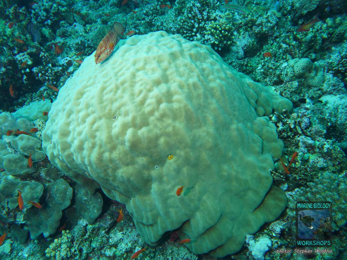 Large pore coral (Porites sp.) at Elphinstone Reef, Marsa Alam, Egypt.
