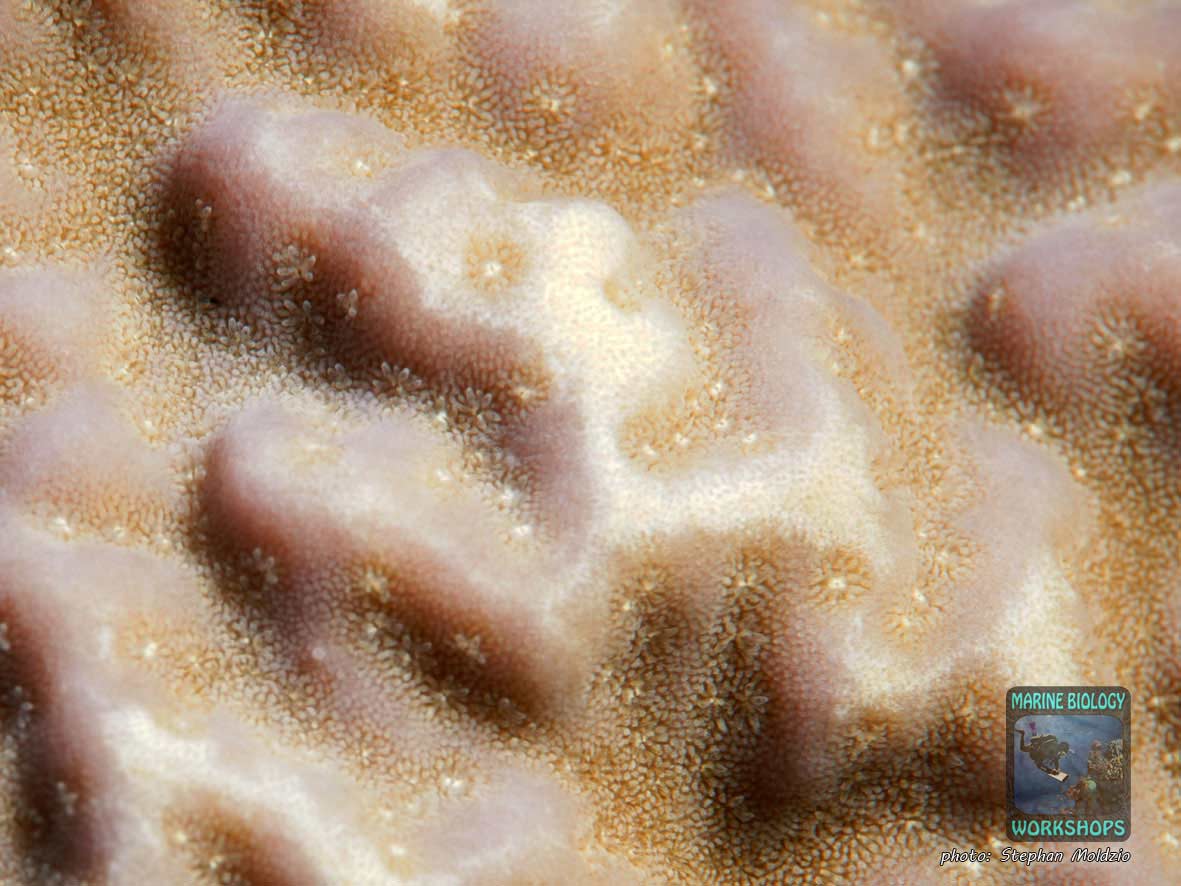 Macro shot of Porites rus