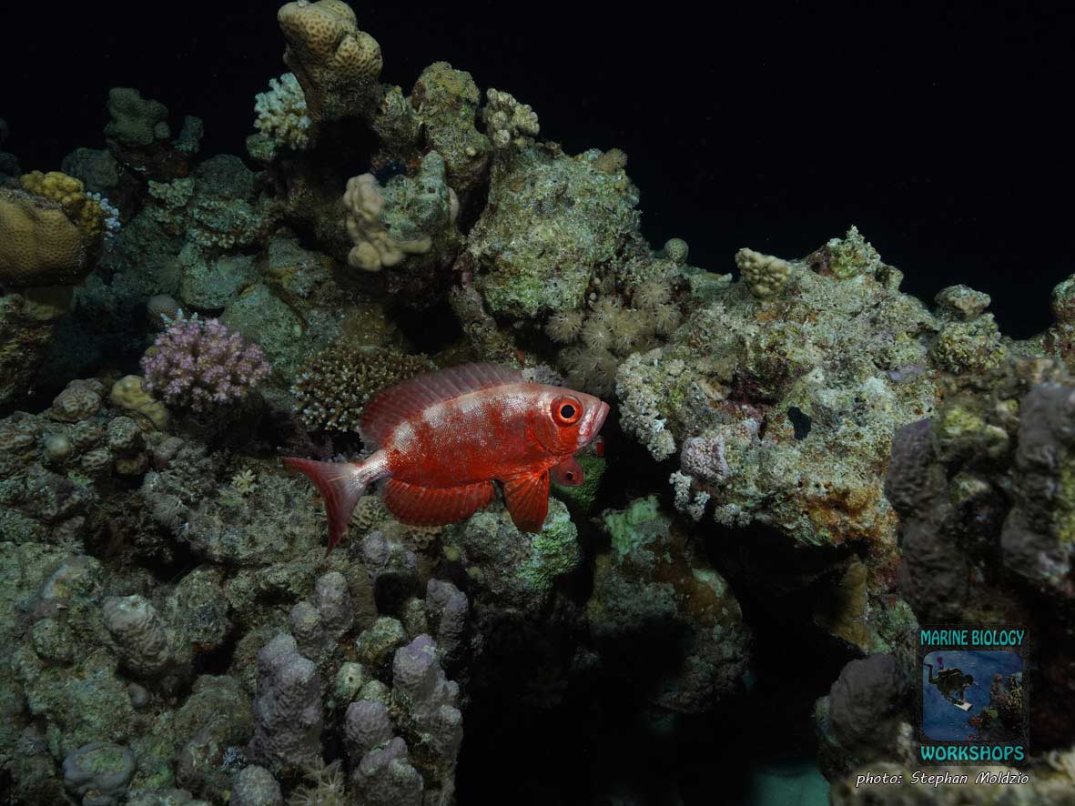 Riff-Großaugenbarsch (Priacanthus hamrur)