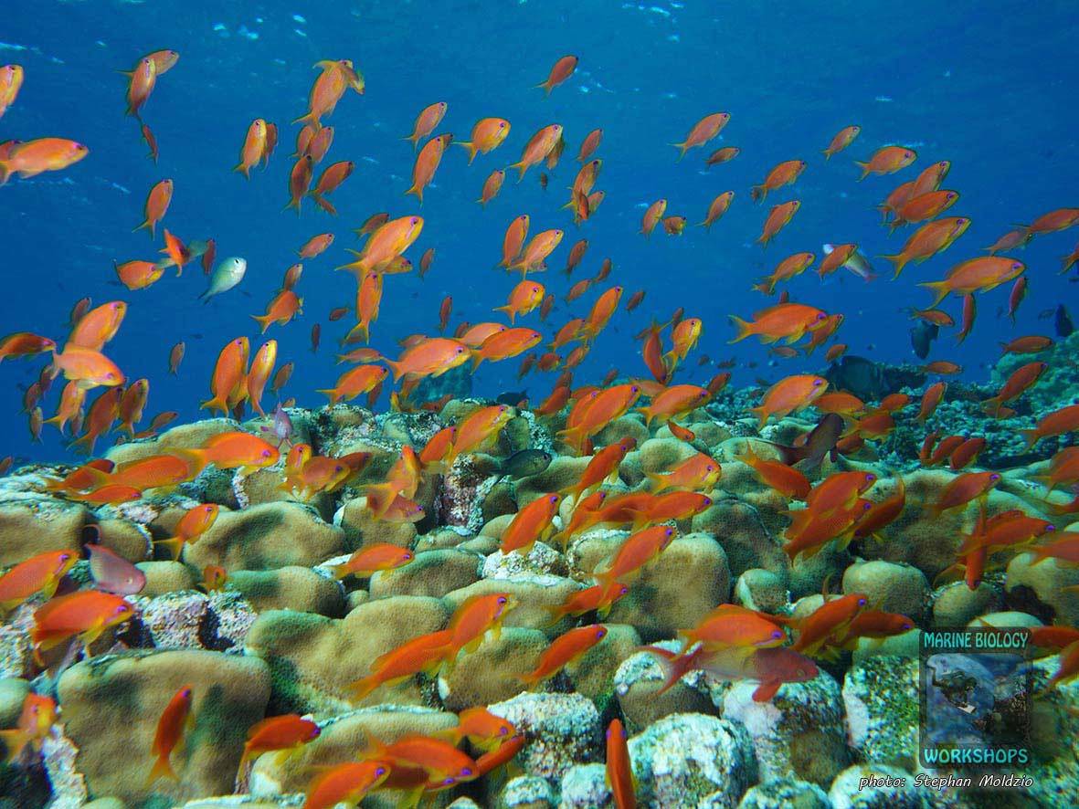 Lyretail Anthias (Pseudanthias squamipinnis) at Elphinstone Reef, Marsa Alam, Egypt