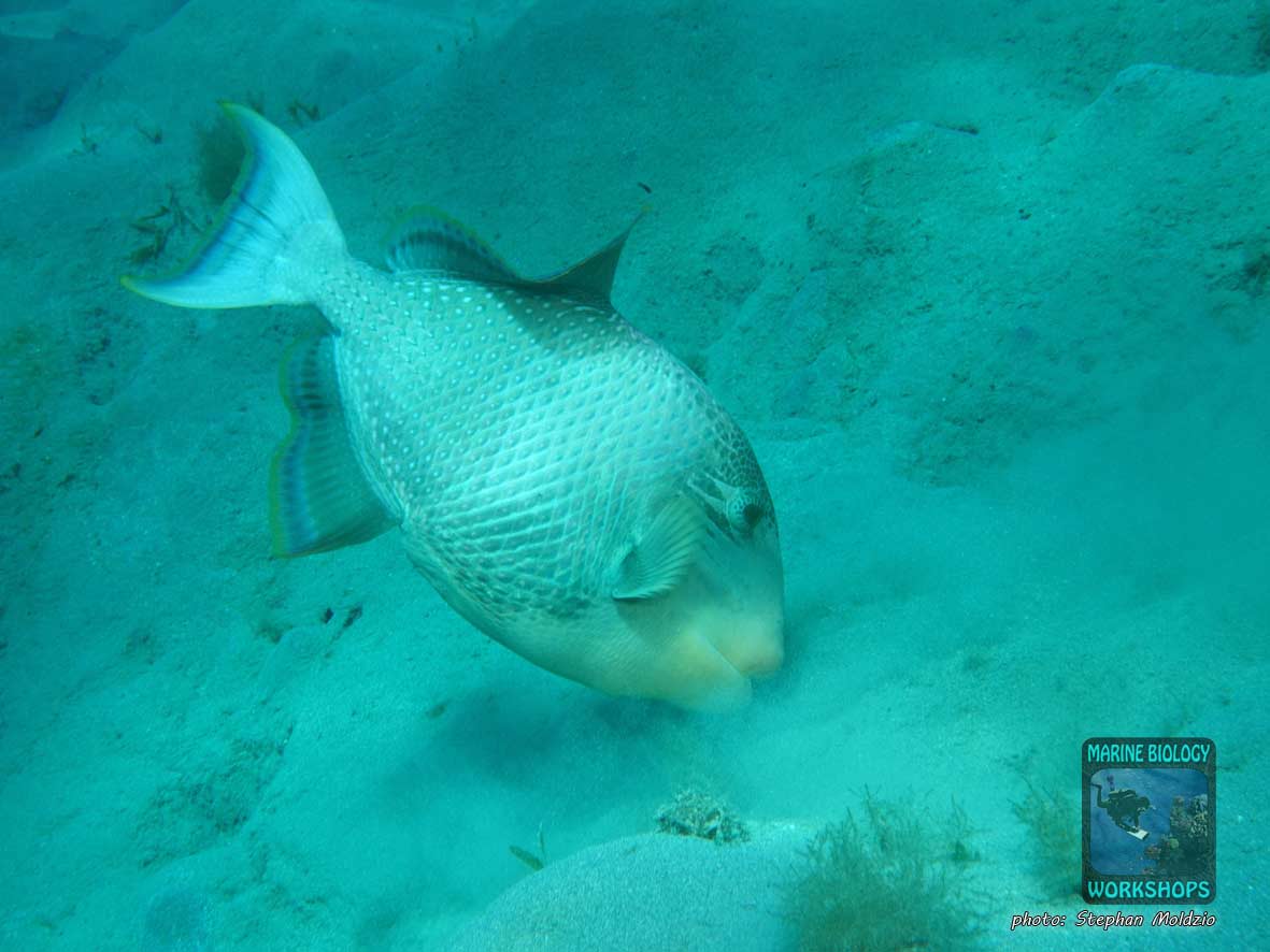 Yellowmargin Triggerfish (Pseudobalistes flavimarginatus) in Marsa Abu Dabab, Marsa Alam, Egypt.