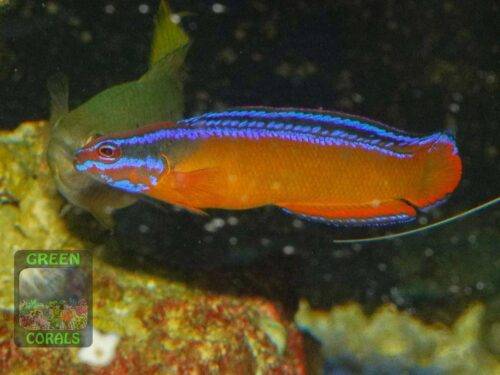 pseudochromis-aldabraensis