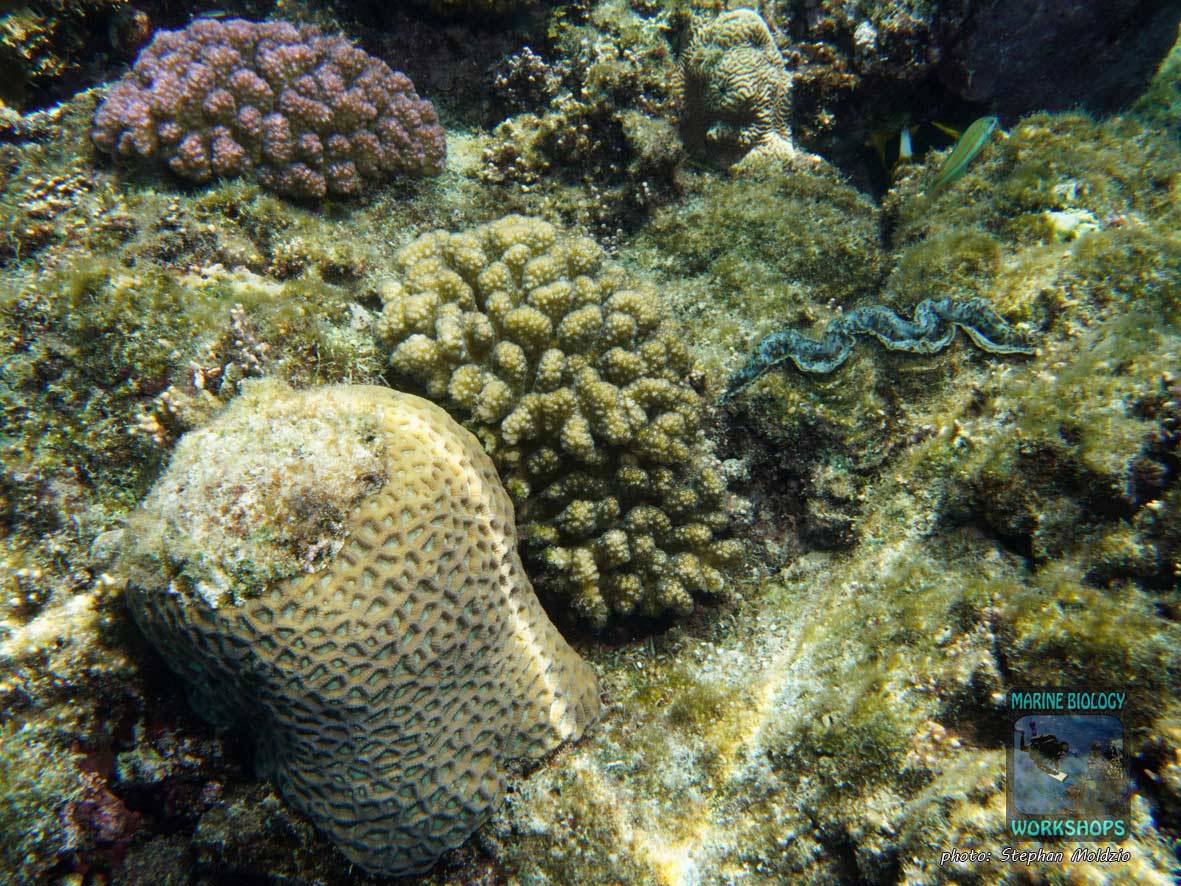 Corals on the reef flat of Marsa Nakari, Marsa Alam, Egypt.