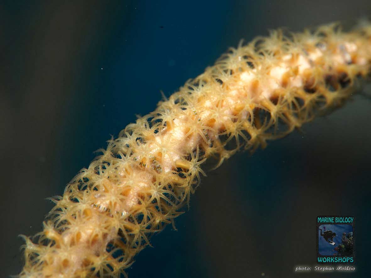 Bushy Gorgonian (Rumphella aggregata) Marsa Shagra, Marsa Alam, Egypt