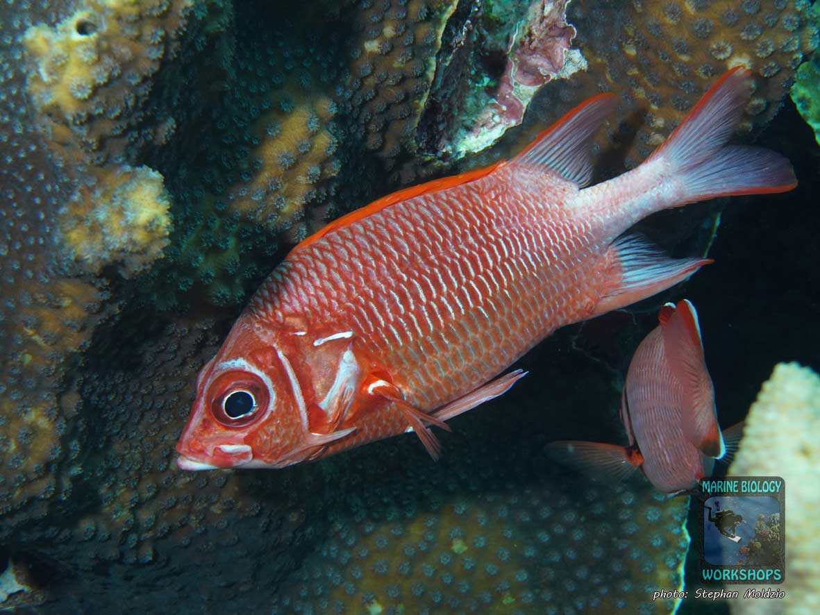 Tail-spot Soldierfish (Sargocentron caudimaculatum) at Elphinstone Reef, Marsa Alam, Egypt.