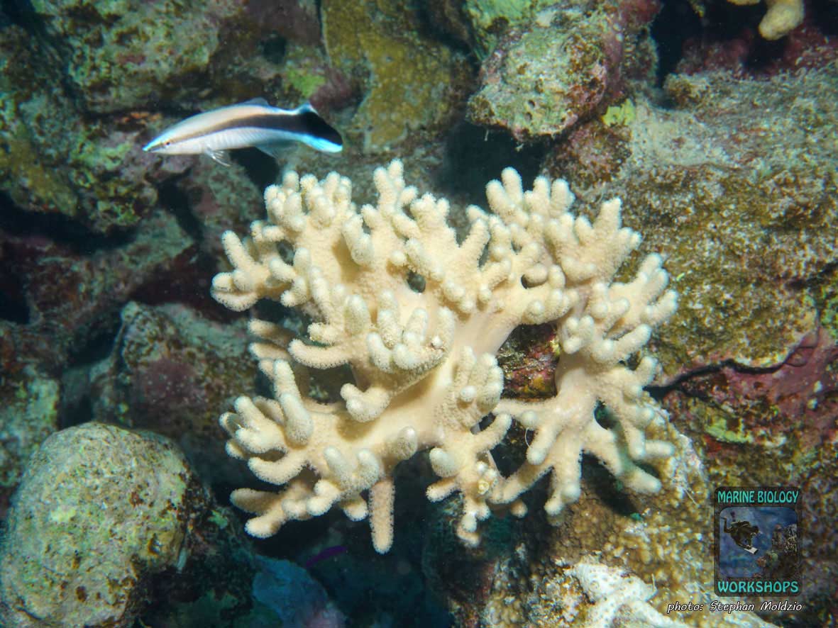 Finger Leather coral (Sclerophytum sp.) Marsa Shagra, Marsa Alam, Egypt
