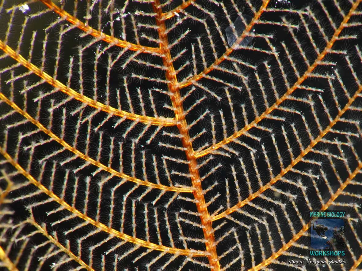 Makroaufnahme Nesselfarn Hydrozoa