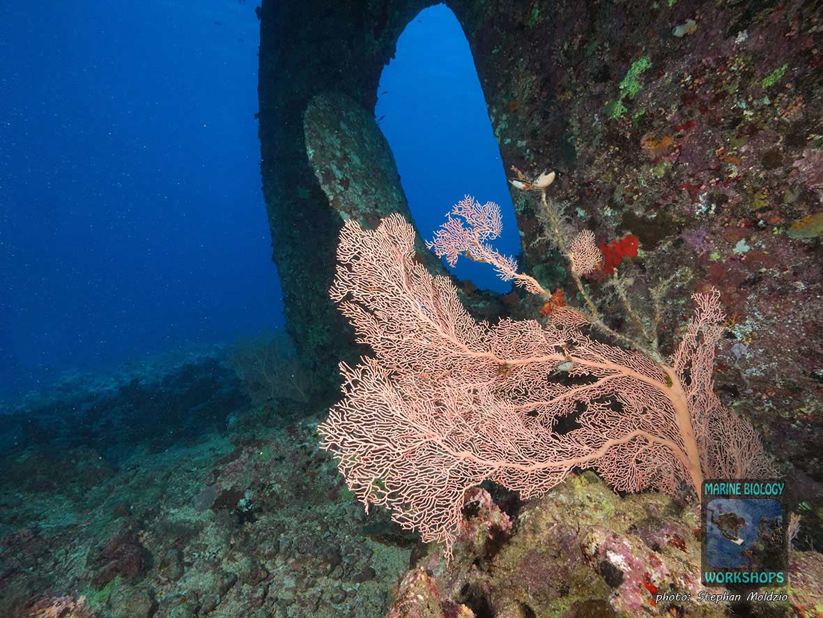 Kingston wrack, Shag rock, nördliches Rotes Meer, Ägypten