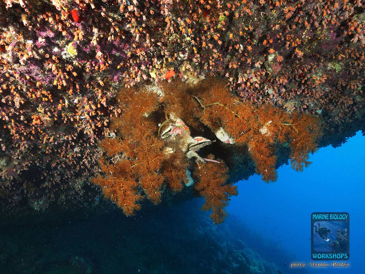 Kingston wrack, Shag rock, nördliches Rotes Meer, Ägypten