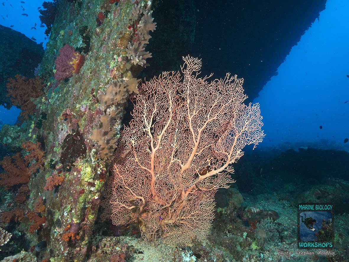 Kingston wrack, Shag rock, nördliches Rotes Meer, Ägypten